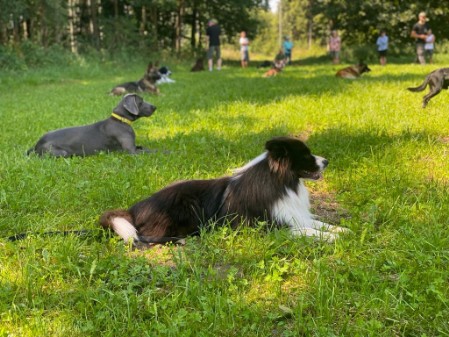 Rückruftraining Hund Hundeschule bei München - Freilauftraining