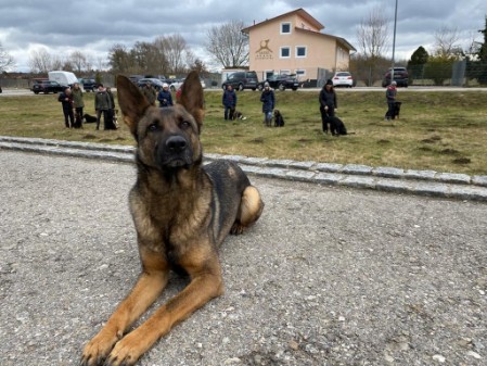 Rückruftraining Hund Hundeschule bei München - Freilauftraining
