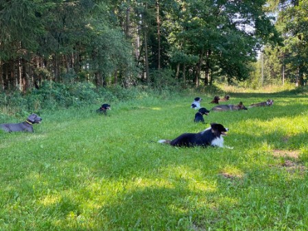 Rückruftraining Hund Hundeschule bei München - Freilauftraining