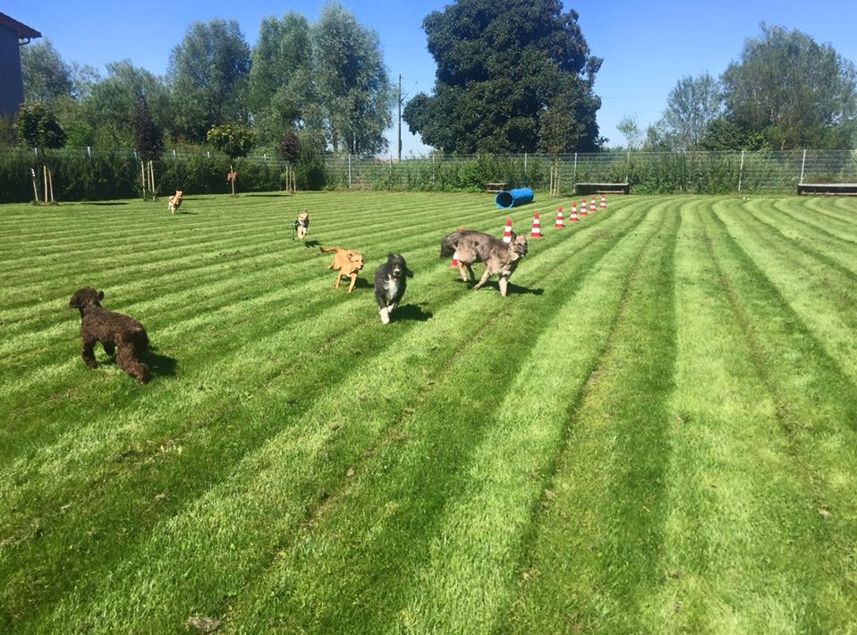 Hundepension München In der Hundepension Satke nahe München fühlen sich alle HUnde wohl