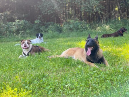 Rückruftraining Hund Hundeschule bei München - Freilauftraining
