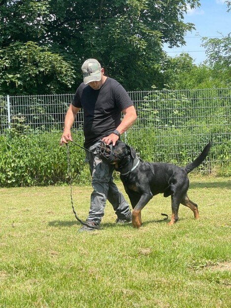 Profitrainer Markus Satke ist spezialisiert auf verhaltensauffällige Hunde