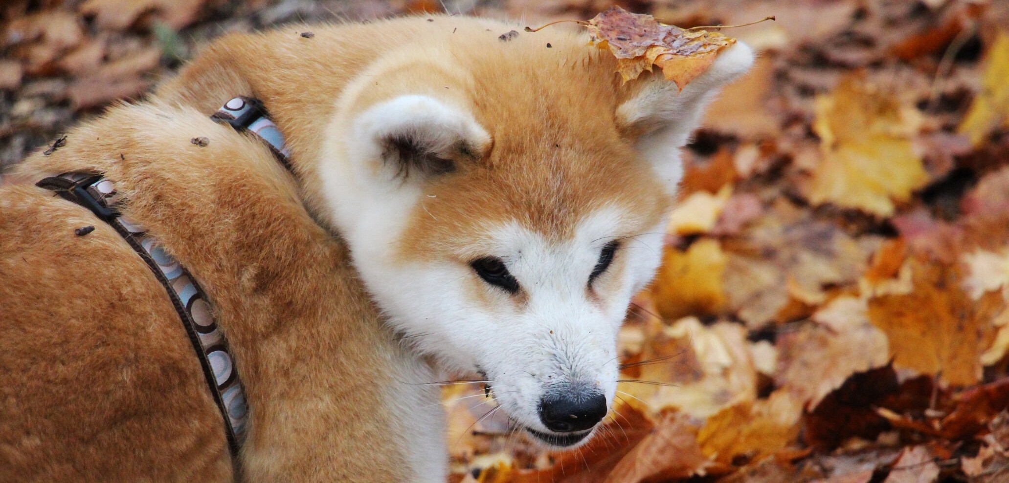 Wann fang ich mit der Hundeschule bei Welpen an