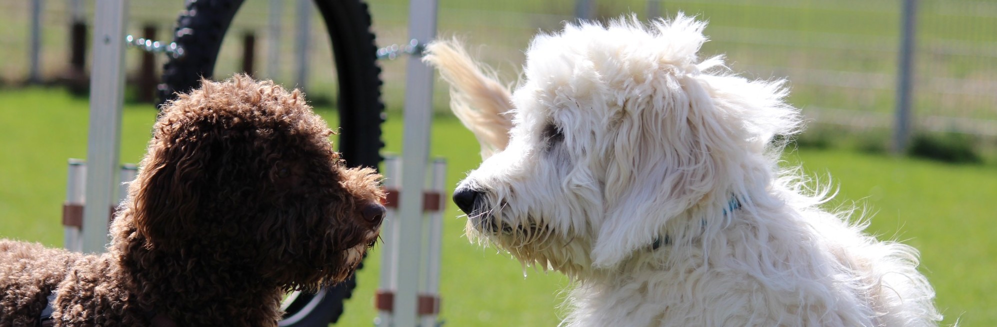 Hundepension München Das Hundehotel nahe München
