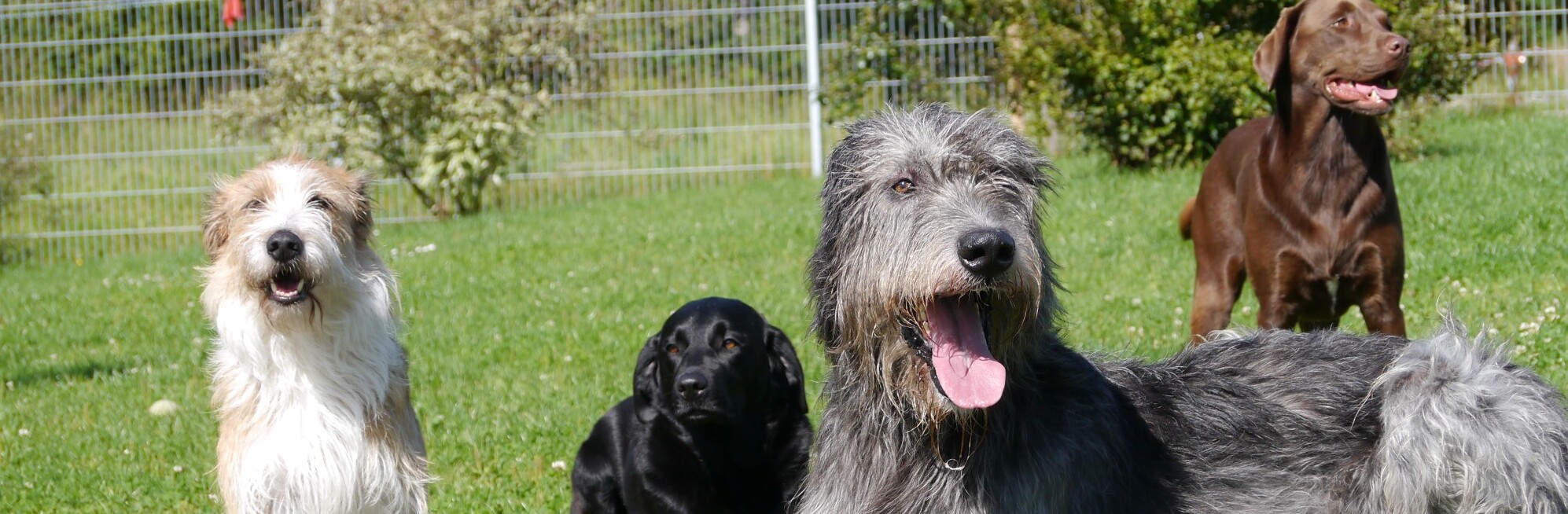 Presse Hundeschule Satke bei München