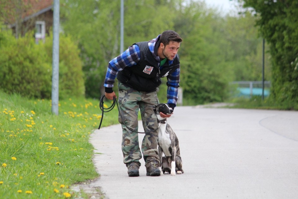 Hundeschule München Hundetrainer Tobias Satke