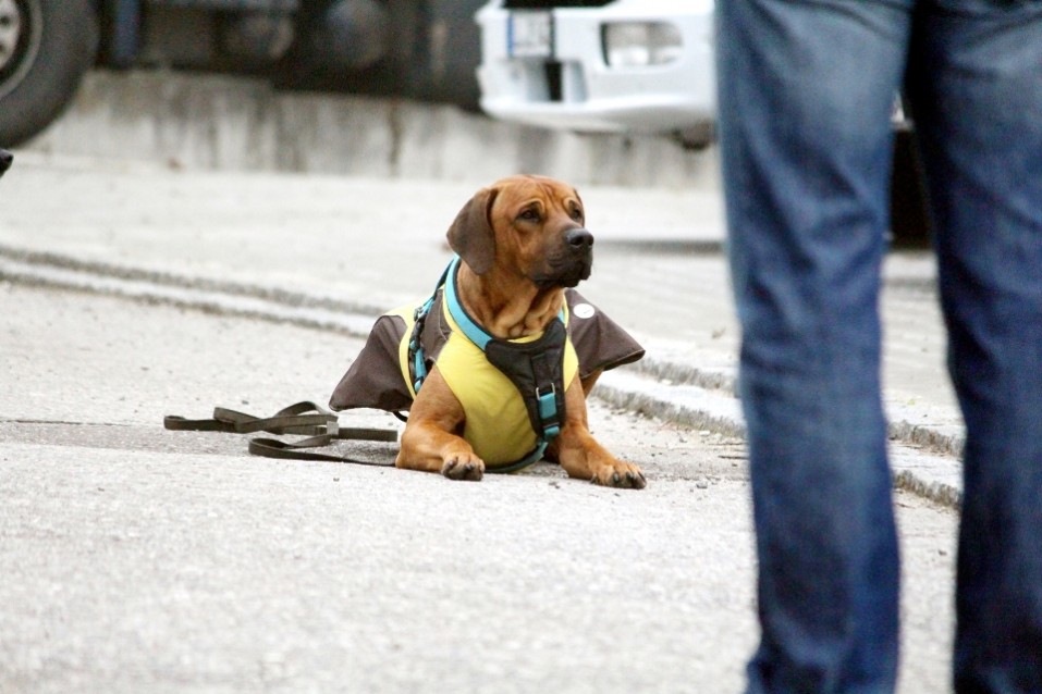 Hundeschule München - Wochenendkurs Intensiver Wochenendkurs an 2 oder 3 Tagen