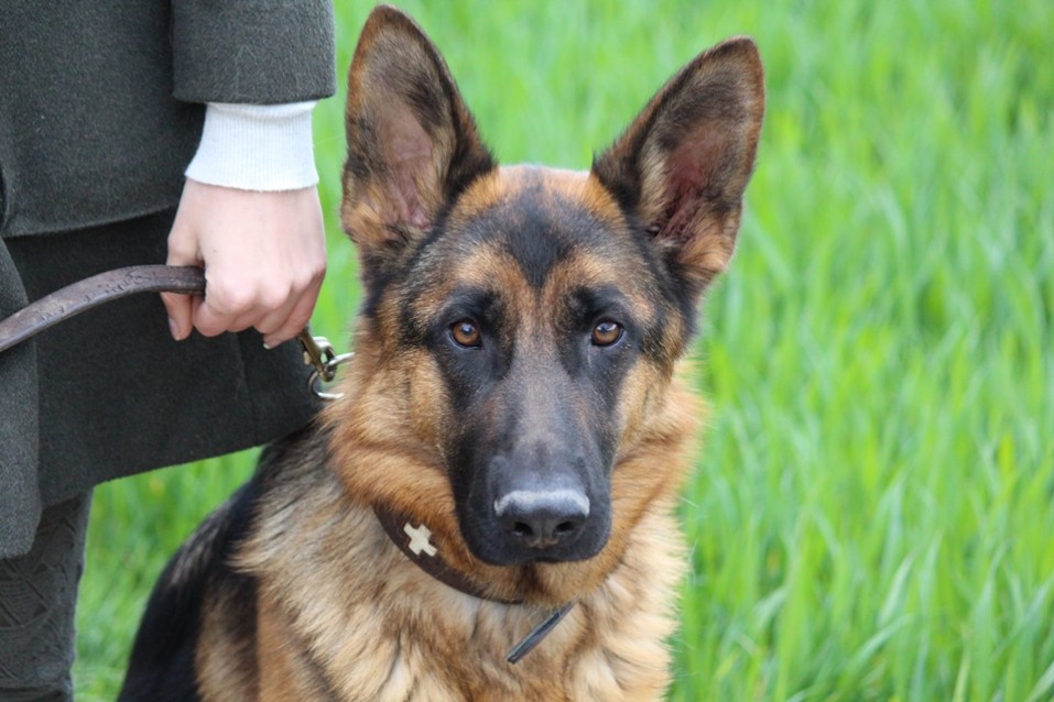 Hundeschule München - Wochenendkurs Intensiver Wochenendkurs an 2 oder 3 Tagen