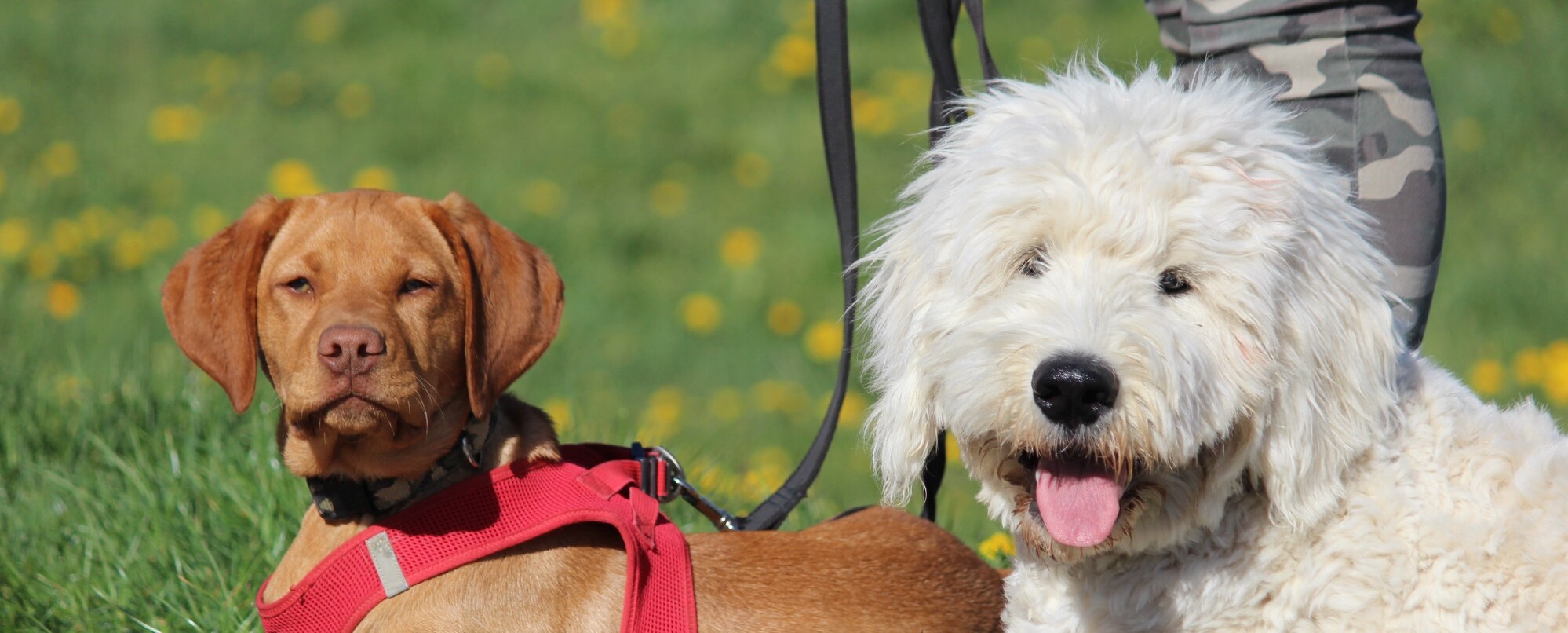 Hundepension München - Hundehotel Satke Die Hundepension in der Nähe von München