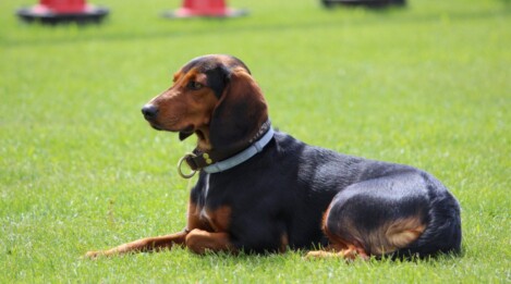 Hundeschule München Hundeschule, Hundeinternat Satke