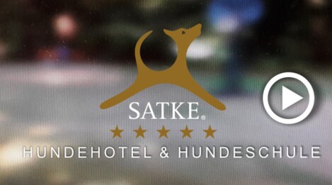 Videos der Hundeschule München Videos mit Hundetrainer Markus Satke