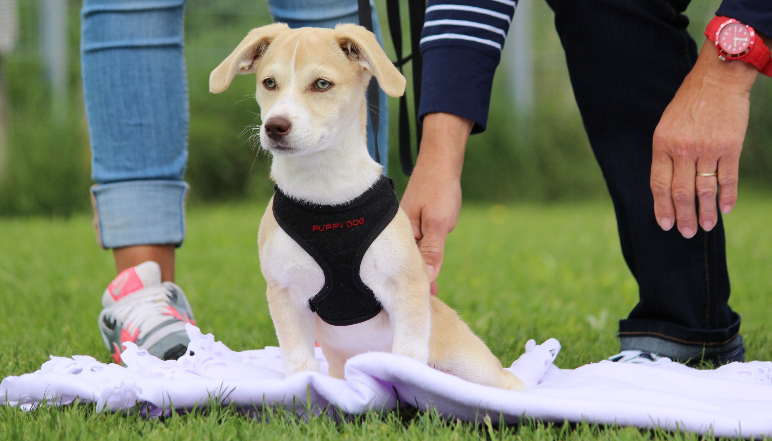 Welpenschule München - Hundeschule Welpenkurse in der Hundeschule Satke