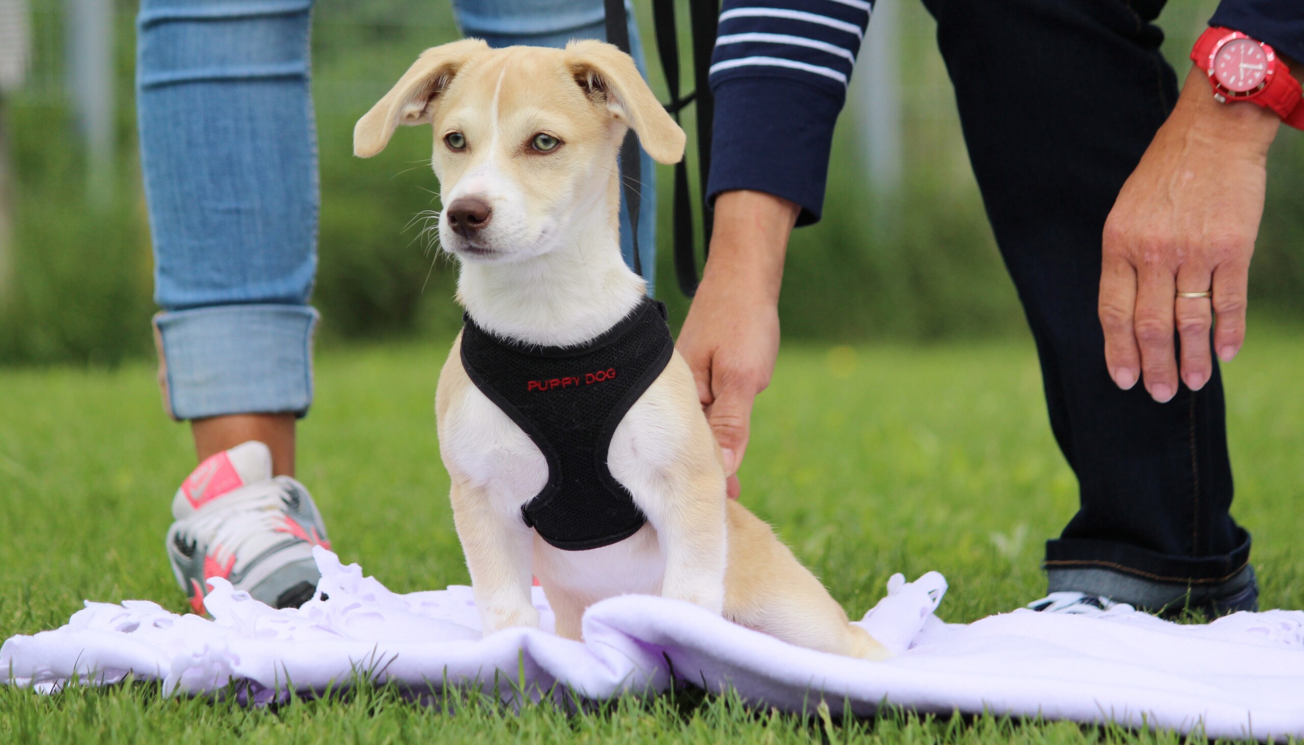 Welpenkurse in der Hundeschule Satke