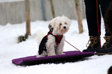 Welpenschule München - Hundeschule Satke