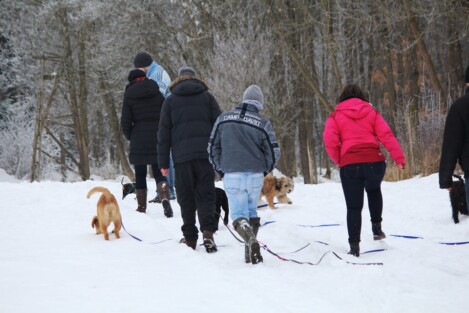 Welpenkurse in der Hundeschule Satke