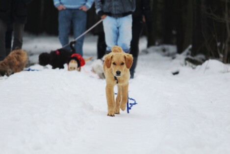 Welpenkurse in der Hundeschule Satke